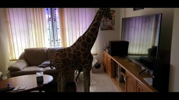 Google AR Giraffe.mp4